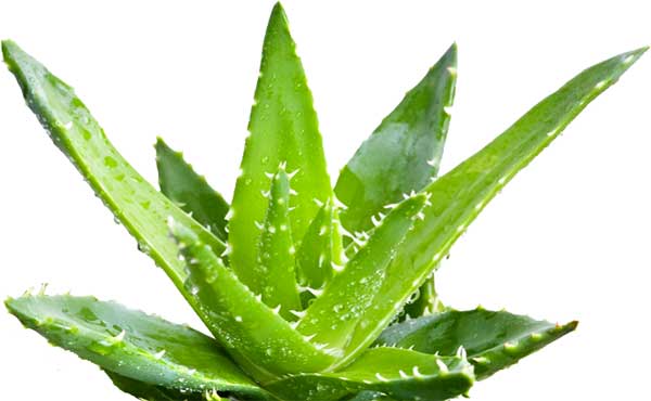 Herbs For Vaginal Dryness New Health Advisor